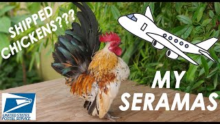 My Seramas | Tiny Chickens | Miniature Chickens