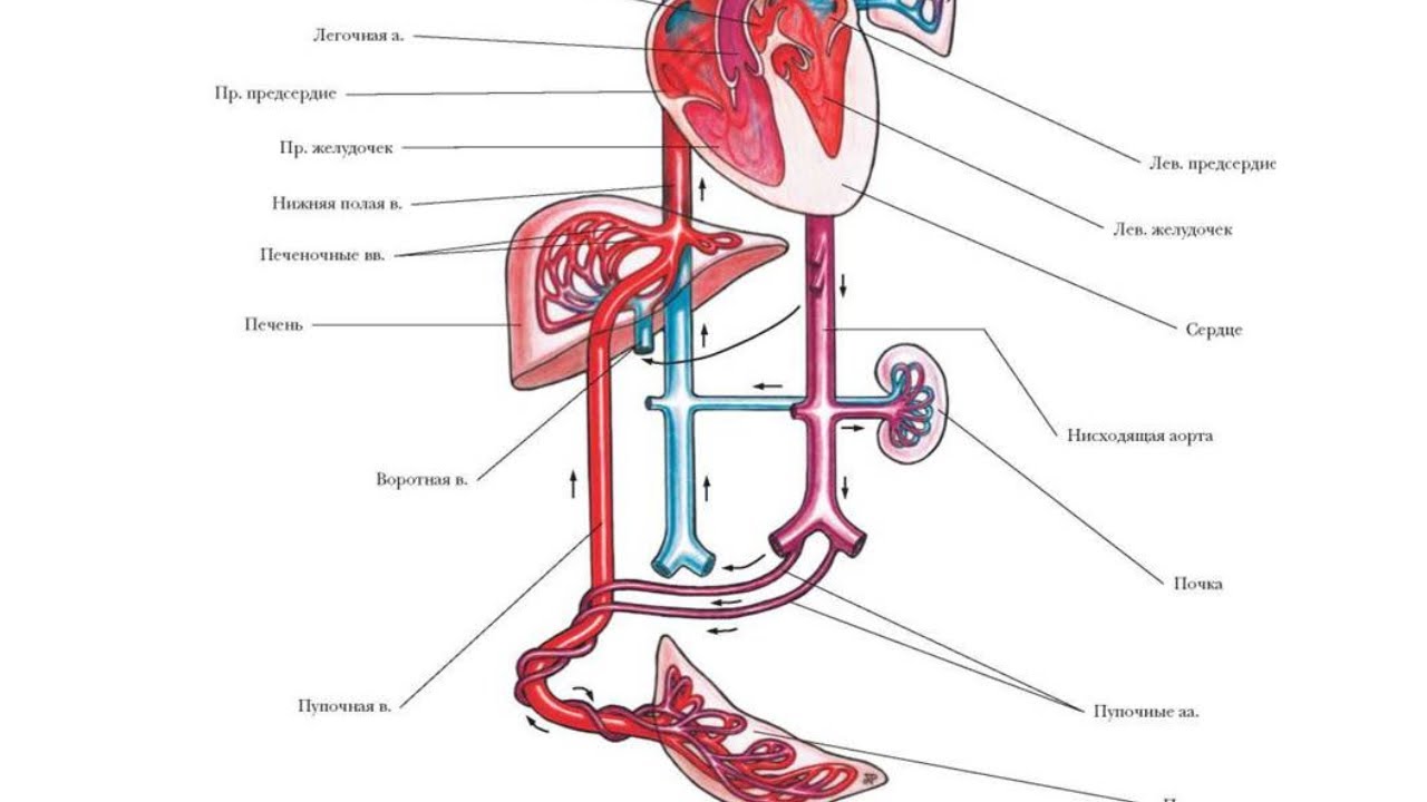 кровообращение эмбриона. кровообращение эмбриона. кровообращение эмбриона. схема строения круга кровообращения плода. плацентарный круг кровообращения схема.