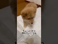 処分対象の野犬の子犬