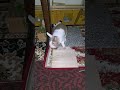 See what bunny mofu does after playing midnight! #mofu #bunny #rabbit #cute #fluffy #かわいい #可愛い #ふわふわ