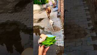 Pet ❤️ Friends: Calf &amp; Golden Retriever Share a Bread! 🐮🐶 #shorts #animalfriendship #goldenretriever