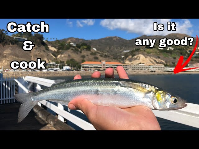 Jack smelt catch & cook  Malibu pier fishing 