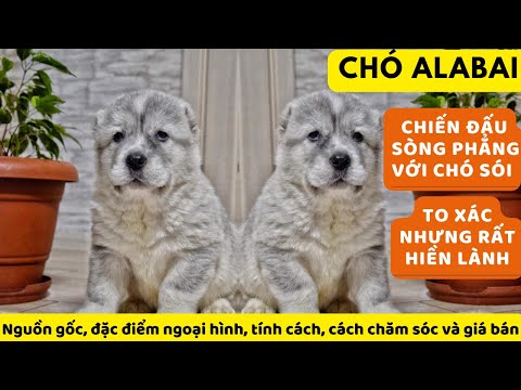 Video Alabai - Giống chó khổng lồ đến từ Trung Á - youtube