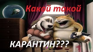 Кошки. Толстые Коты. Смешные Видео.