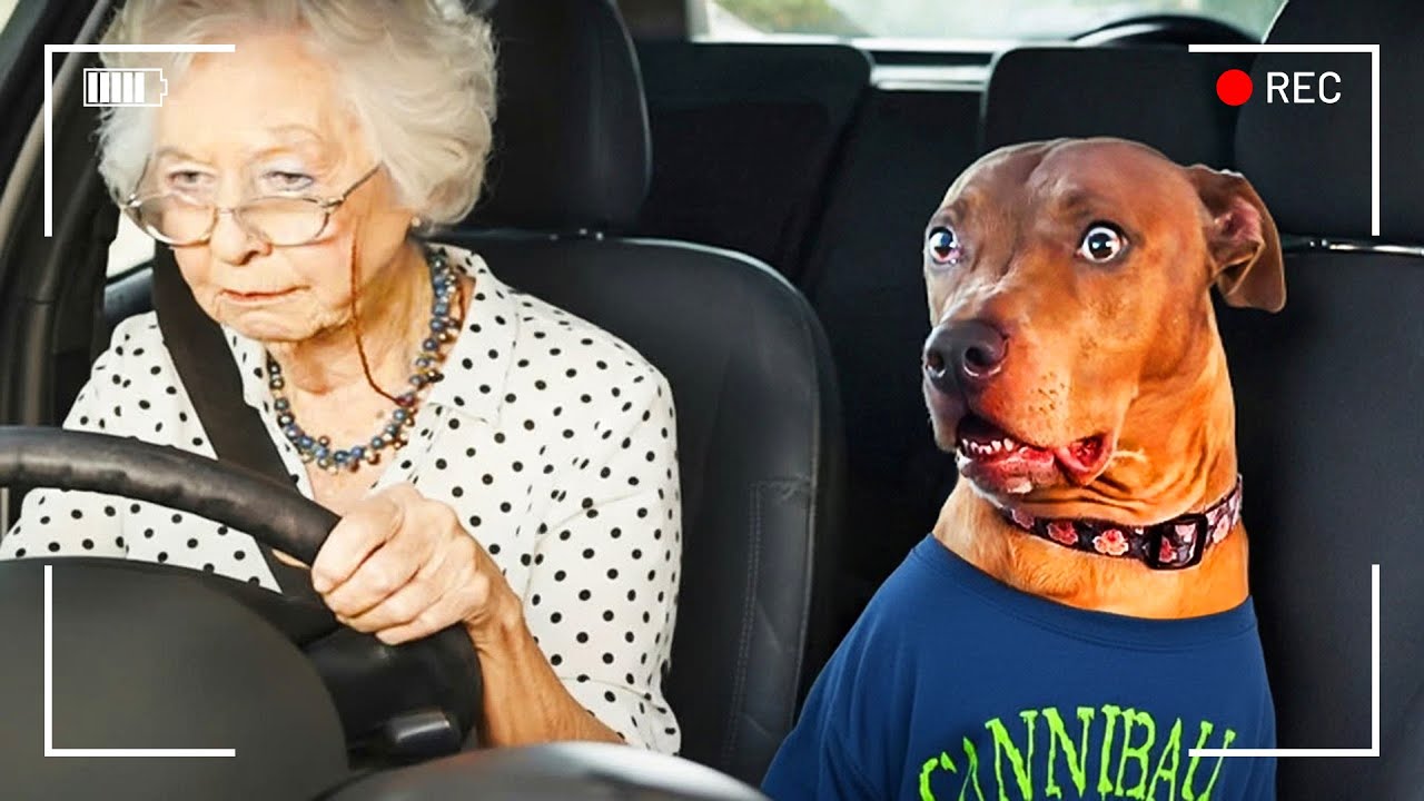 ردّات فعل غريبة ومجنونة من الحيوانات أمام الكاميرا… لن تصدق عينيك!