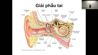 Giải phẫu Sinh lý nghe Ứng dụng lâm sàng PGS TS BS Đặng Xuân Hùng