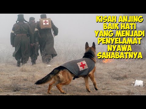 Video: Anjing Penyelamat Membayar Maju Untuk Menyelamatkan Yang Lain Membutuhkan