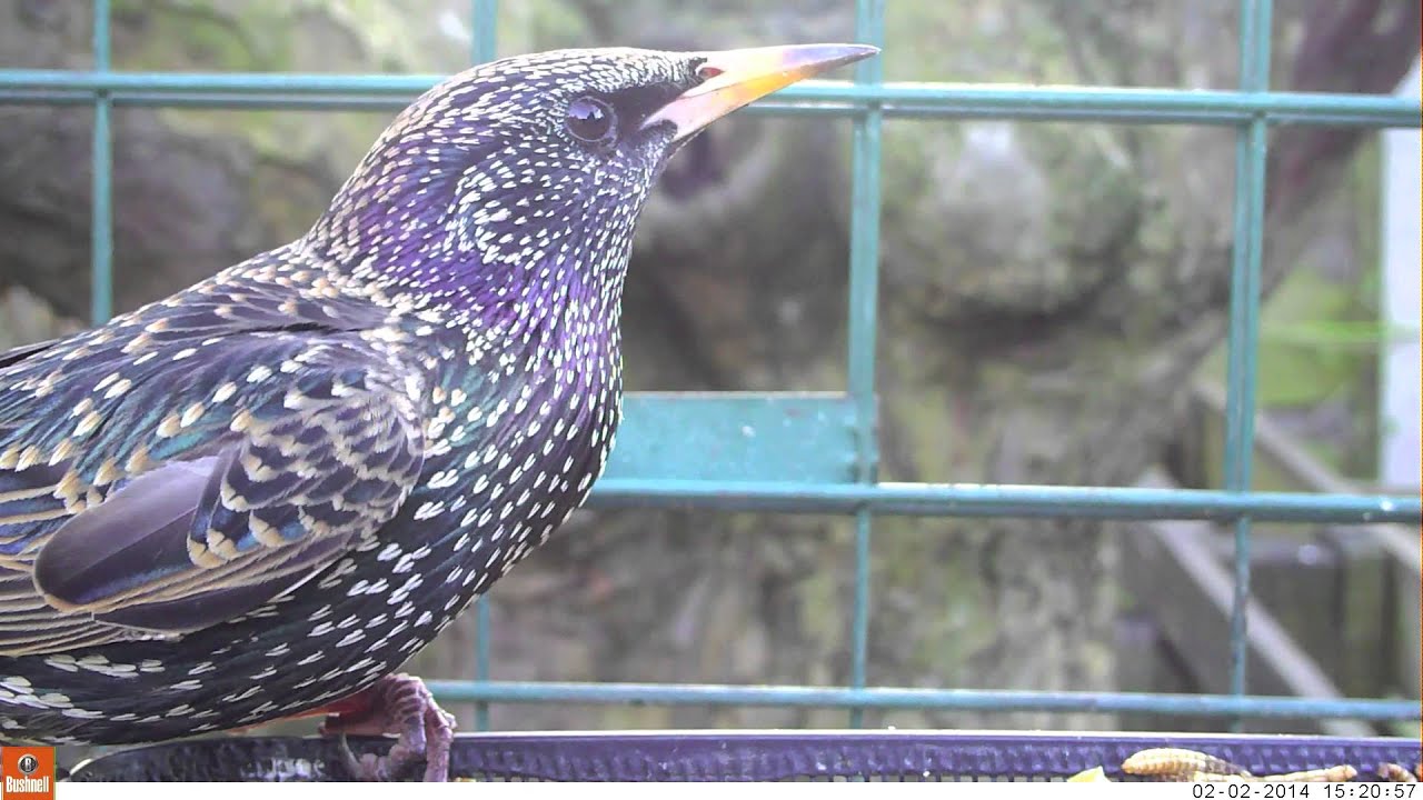 Starlings Feeding YouTube