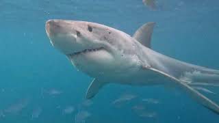 Shark cage diving - 31st December 2023 - Combo tour