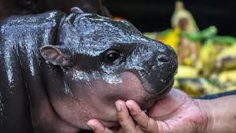 Why the Internet is Obsessed with Baby Hippo Moo Deng! by Trending News