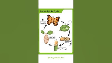 The Fascinating Life Cycle of a Butterfly: From Egg to Beautiful Wings! 🦋✨