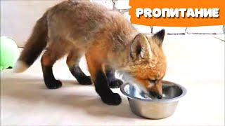 PROпитание лисы. Как кормить лисенка и чем кормить лису