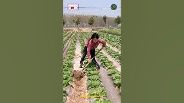 Canal Irrigation System