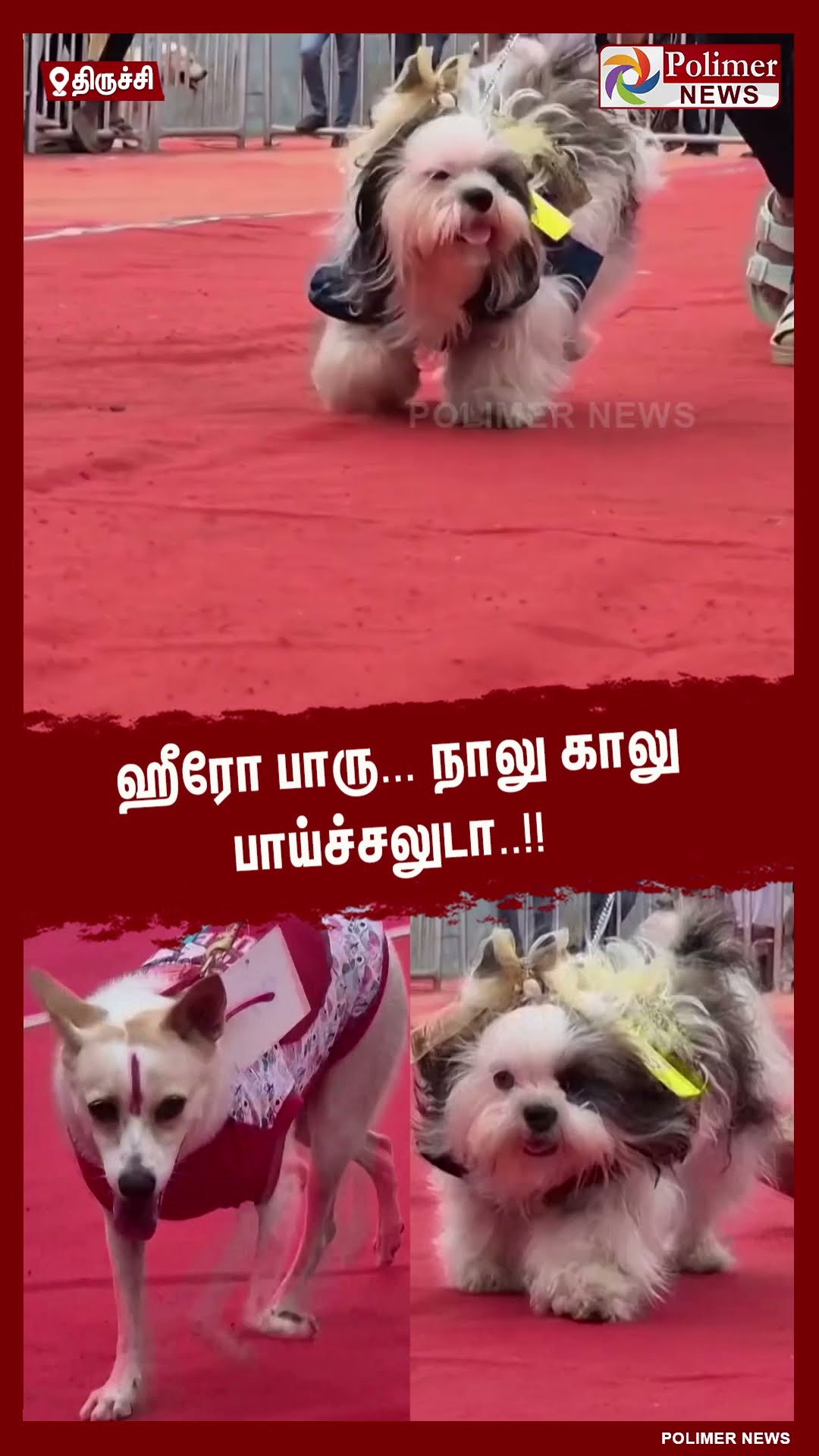 ஹீரோ பாரு... நாலு காலு பாய்ச்சலுடா..#shorts