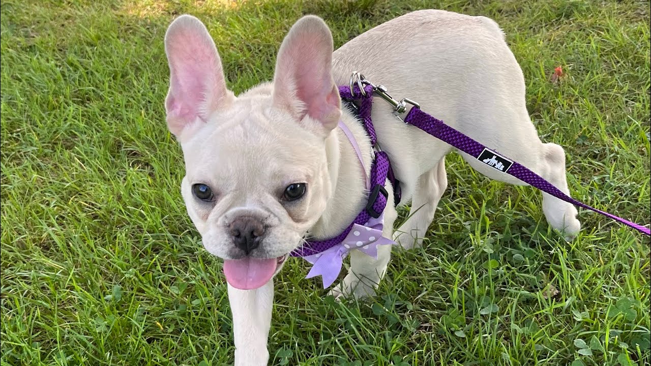 French Bulldog Puppy/Snoring YouTube