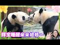 大熊猫睿宝辉宝睡醒就要亲亲 乐宝康复 爱宝吃竹笋🐼爱宝乐园宝家族爱宝乐宝福宝睿宝辉宝日常vlog #大熊猫 #睿宝 #辉宝 #宋爷爷 #宝家族 #爱宝乐园 #熊猫Vlog#韩国旅游