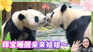Giant Pandas Rui Bao and Hui Bao Want Kisses Right After Waking Up Le Bao Recovers screenshot 3