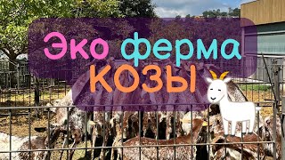 🐐 Козья сказка: Веселая Эко-Ферма с Козами 🌿