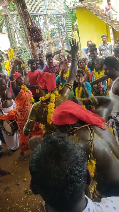 saami aaram || kovil Kodai || naiyandi melam || Umikari || Pavirithottam