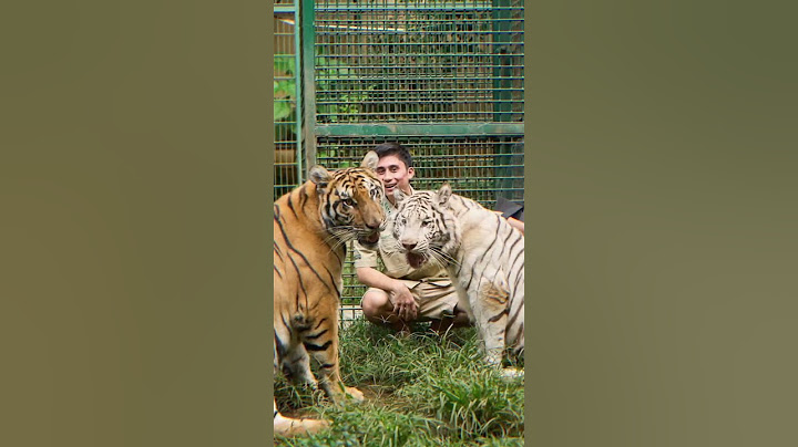 ESHAN JINORA MELARANG DEKAT DENGAN TEONA KARENA GALAK #alshadahmad #shortsfeed #animals