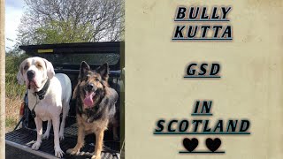 Tulla & Ross Bully Kutta German Shepherd Gsd Pak Bully In Scotland Bully Kutta World Pbk