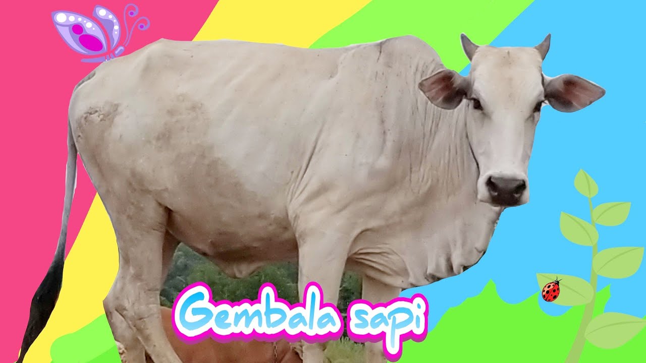 Sapi yang lucu banget nih YouTube