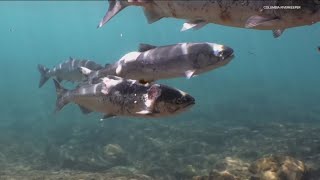 Federal judge orders the restoration of salmon protections on the Columbia and Snake Rivers