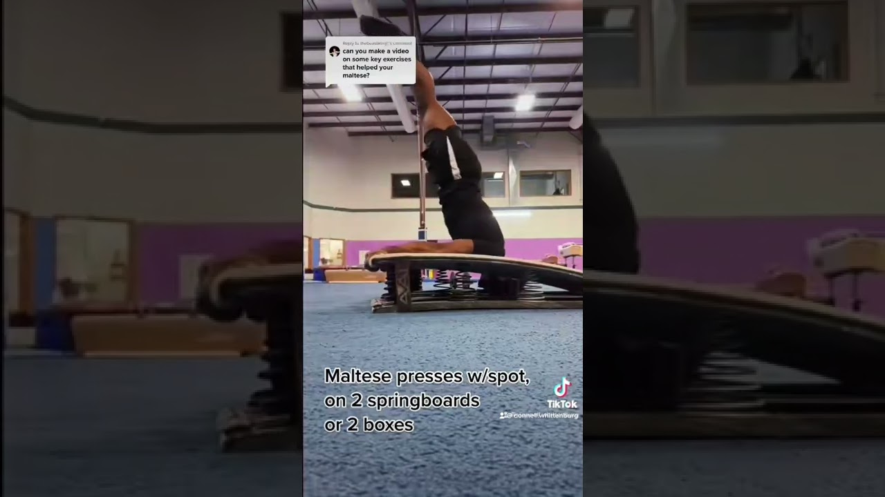 4 Exercises to Improve your Maltese !!!                                   