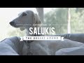 ALL ABOUT LIVING WITH SALUKIS: THE DESERT HOUND