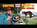 Trying most expensive coffee in the world  all you need to know about coffee   ep11