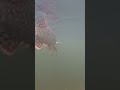 ЩУКА на ТАЁЖНОЙ речке/ #рыбалка #fishing #щука #shorts