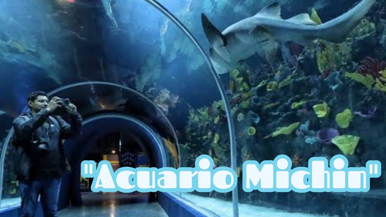ACUARIO MICHIN CDMX 🇲🇽 "El Acuario más Grande de Latinoamerica" - YouTube