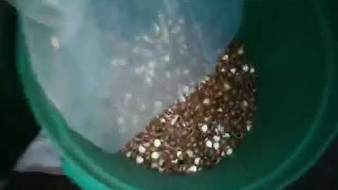 Macadamia Nut sorting in Kenya Africa_Wesort Color Sorter