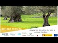 Jornada adaptacin del cultivo del olivo al cambio climtico