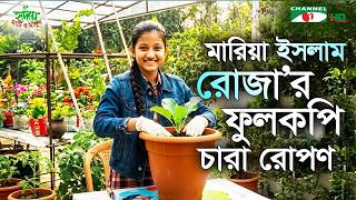 ফুলকপি গাছের চারা রোপণ | মারিয়া ইসলাম রোজা | ছোটদের কৃষি | পর্ব ২৪ | Cropkids | Shykh Seraj |