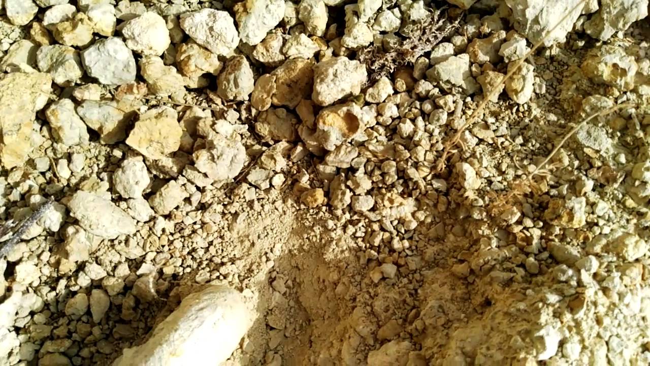 Viviendo con los Ammonites,(parte 2)