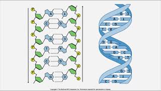 BIO 205  Chapter 11  Mechanisms of Microbial Genetics