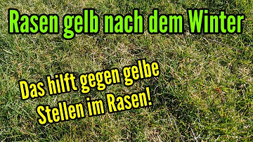 Was fehlt dem Rasen wenn er gelb wird?