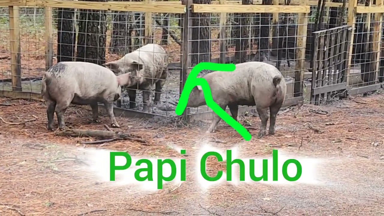 "Matchmaking on the Farm 🐷❤️ | Moving the Ladies to Meet the Boar!"