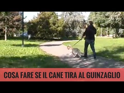Video: Come Impedire Al Cane Di Tirare Il Guinzaglio?