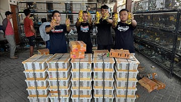 KIOS VIRAL MURAH !!! READY BURUNG PODANG - CIBLEK - GLATIK - ANAKAN CENDET - CIGUN - KONIN DLL