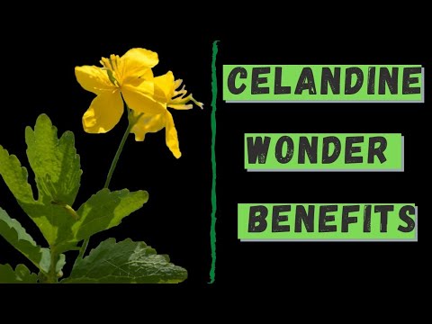 Video: Useful Properties Of The Herb Celandine. Medicinal Properties, Rules Of Use