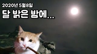 Cat's Late Night Escape and Surprise Invasion!!