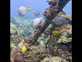 Rare Fish Party with Thompson’s Butterflyfish | MEGA Lab Cam | Hawaii #share #like #youtubeshorts