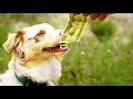 Собака «работает» за 2000 долларов в день, чтобы спасти своего владельца.