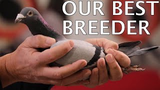 OUR BEST BREEDER Vetblauwe Jackpot presented #HansAndEvertJanEijerkamp