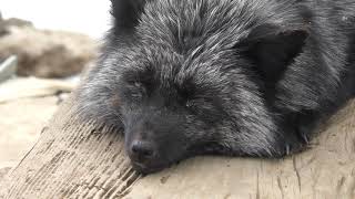 Silver fox (Zao Fox Village, Miyagi, Japan) January 21, 2018 - YouTube