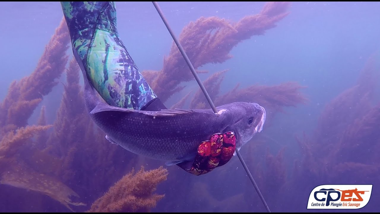 Chasse sous marine CPES // Bars dans les sargasses en surface