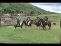 Caballo Bayo - Sangre Rebelde de Canas