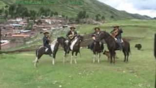 Caballo Bayo  - Sangre Rebelde de Canas chords